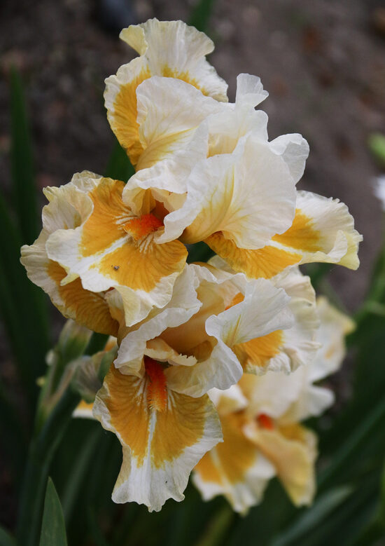 Vilkdalgis (Iris) 'California Style'